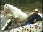 Patches the Horse