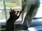 Suri the Cat and M...