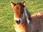 Miniature Horse Fo...