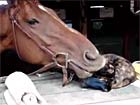 Horse eating Cat