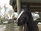 Jasper and Oscar t...