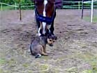 Horse and dog cudd...