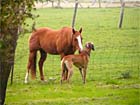 Horse vs. Dog part...