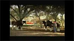 Budweiser Horse In...