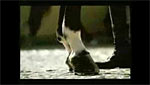 Rolex Equestrian C...